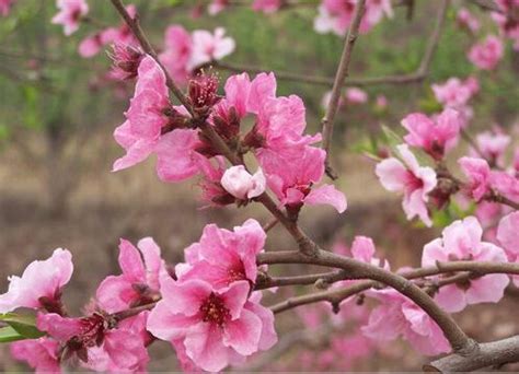 命帶桃花的人|八字測桃花 桃花運將至的十大徵兆